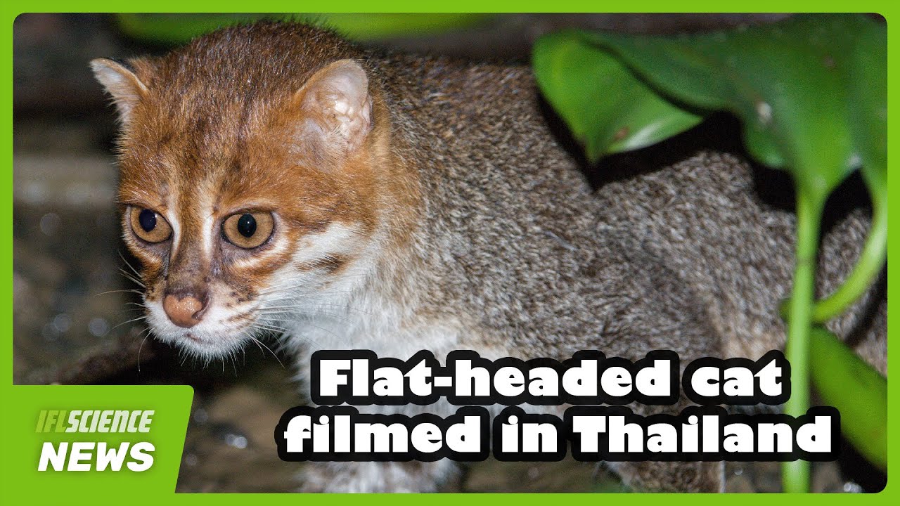 Flat-Headed Cat Filmed In Thailand – The First Confirmed Sighting In Almost 30 Years