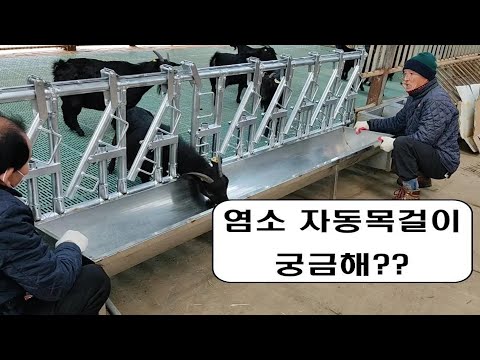 , title : '염소 자동 목걸이 이용 후기(장점, 단점)'