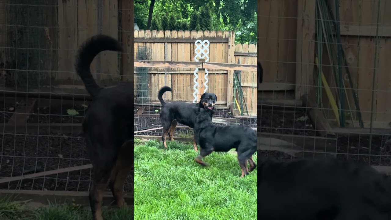 Negan, a ADOPTABLE Rottweiler in Perkasie, PA video 6/6