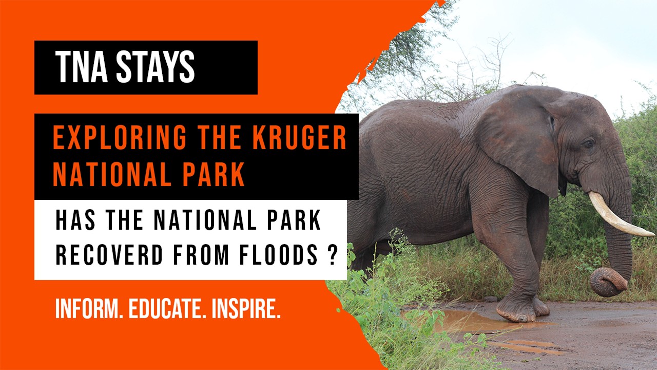 🌿Kruger National Park – Has It Recovered After the Floods? | TNA STAYS 🐘🌧️