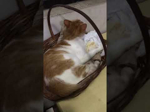 Era minha cesta de pão, agora é sua tiquinho