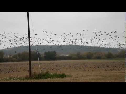 Hanhia Jaalassa 27.9.2012