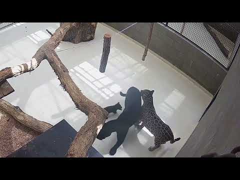 Rodina jaguárů poprvé spolu!