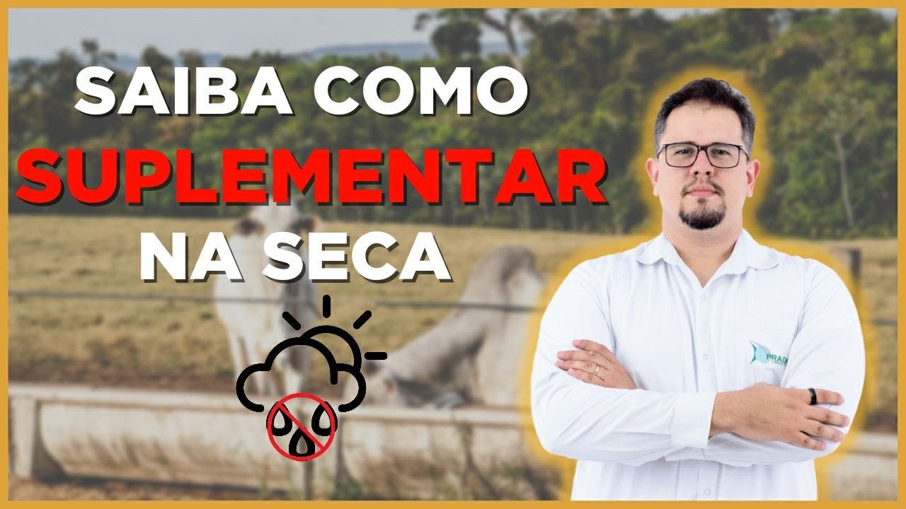 5 ESTRATÉGIAS para SUPLEMENTAR GADO DE CORTE durante a SECA