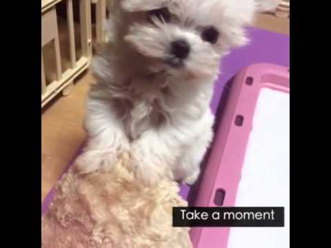 141029 Tao's Meipai update with Candy.