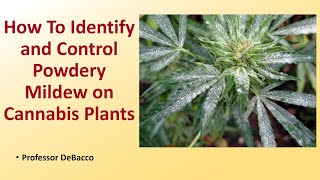 How To Identify and Control Powdery Mildew on Cannabis Plants