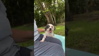 Video preview image #1 Shih Tzu Puppy For Sale in Weston, FL, USA