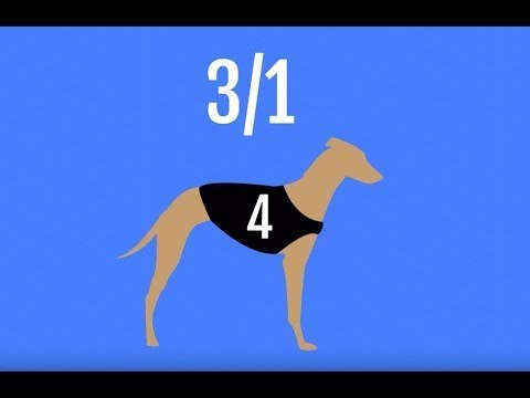 How to bet on Greyhound Racing