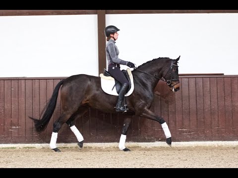 Stute von Fürstenball