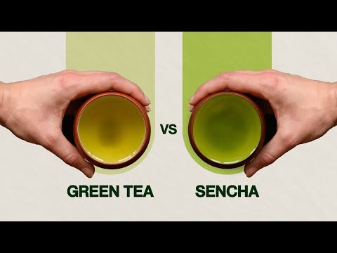 Sencha vs Green Tea - What's The Difference?