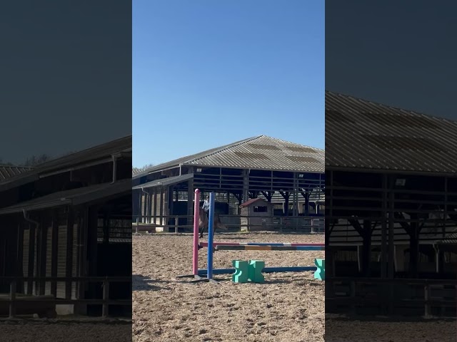 Connemara 156 cm 6 ans