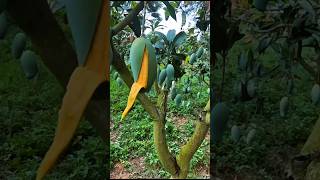 Download lagu waktunya panen buah mangga mp3