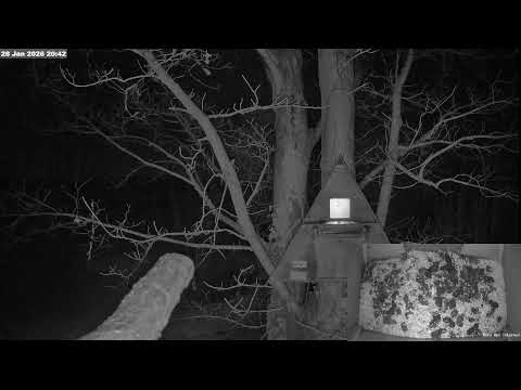 Barn Owl Live - A live stream from a Barn Owl box on the Somerset Levels, UK