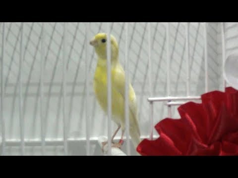 Best Irish Fancy Roccapiemonte 2018