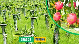 Successful Dragon Fruit Farming in Philippines
