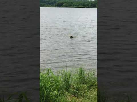 It was hot! 94F so went swimming at the pet beach. Your dogs should be strong confident swimmers! 