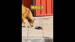 いつまでも大人にならない犬！ #animals #共鳴 #動物 #特有種 #癒し