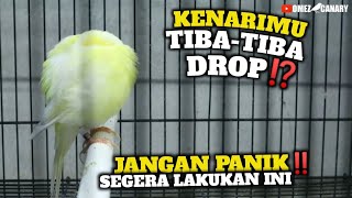 Download lagu RAINY SEASON, CANARI IS SLOPPY⁉️IMMEDIATELY DO THESE 4 WAYS mp3 Download lagu RAINY SEASON, CANARI IS SLOPPY⁉️IMMEDIATELY DO THESE 4 WAYS mp3