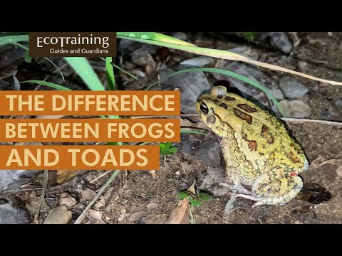 Get to know our Amphibian Friends | Fabulous Frogs