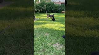Video preview image #1 Mutt Puppy For Sale in Garden City, NY, USA
