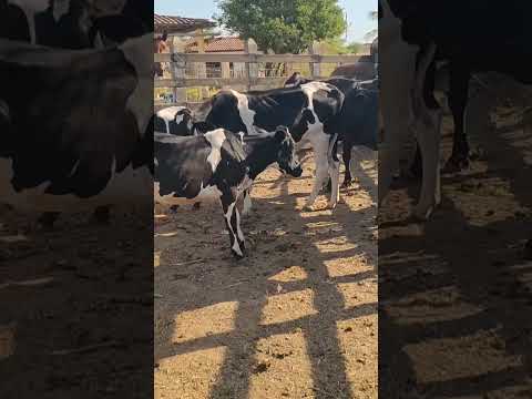 gado a venda Minador do negrão Alagoas