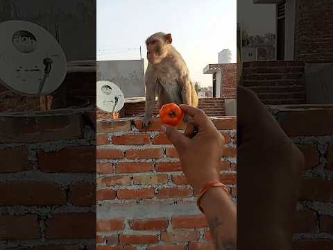 seva bhav ll🚩ll (jai Shree ram) #ram #gaay #dog #animals #seva #sorts #youtubeshorts #shortsfeed