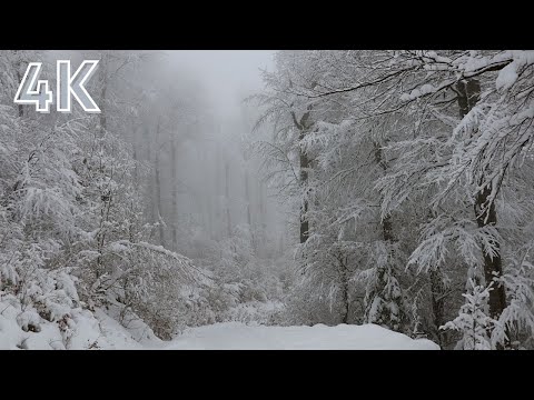 Relax within 10 minutes : 4K | loud snowstorm sounds with howling wind in snow covered forest!