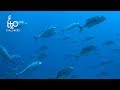 Diving Orimas Thila (HD) - Noonu Atoll, Maldives - Sharkpoint