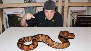 COMMON VIPER You Have Never Heard Of Before.