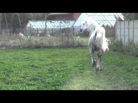 WIKTORINO, Grey Stallion (Khidar BE x Wieruszka/Fernando)