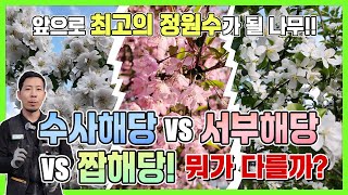 앞으로 최고의 정원수가 될 나무!! "수사해당 vs 서부해당 vs 짭해당! 뭐가 다를까?"