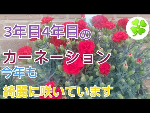 ハンギングカーネーションチェリー 植物