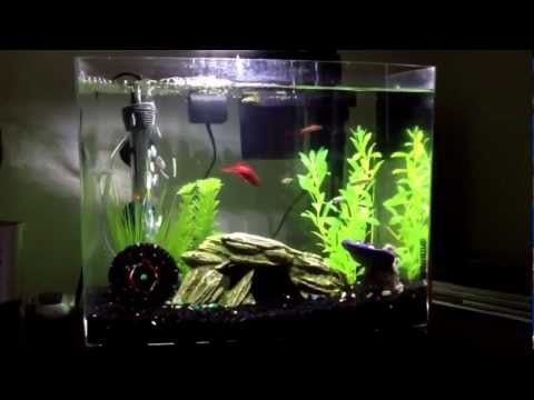 Betta Fish Community Tank 5.5 Gallons