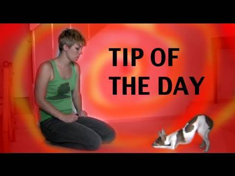 What is Clicker Training