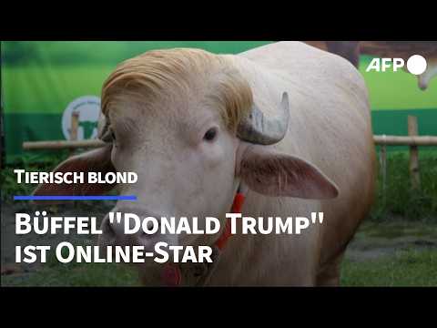 Video Thumbnail: Verbüffelnd: Ein Albino-Büffel namens Donald Trump | AFP