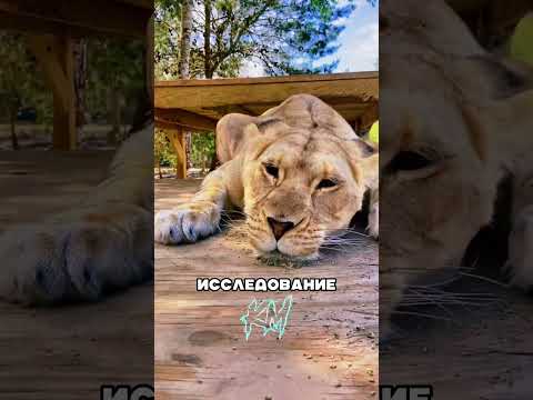 Секрет который скрывают от кошек #факты #интересное  #животные #cat #kozymozy