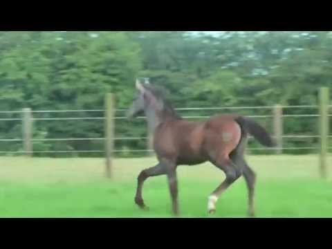 Stutfohlen v.SandroBoy x Cassini I geb.13.04.14 (Weide)