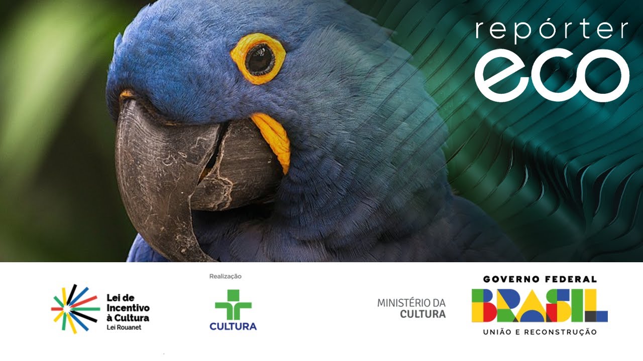 Repórter Eco | Vozes do Pantanal | 23/06/2024