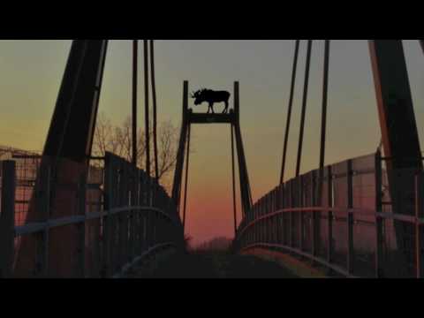 Blues Lions-Sickrock