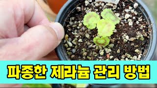 파종한 제라늄 관리 방법