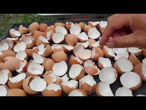 , title : 'Tips cara buat baja organic dari kulit telur untuk tanaman'
