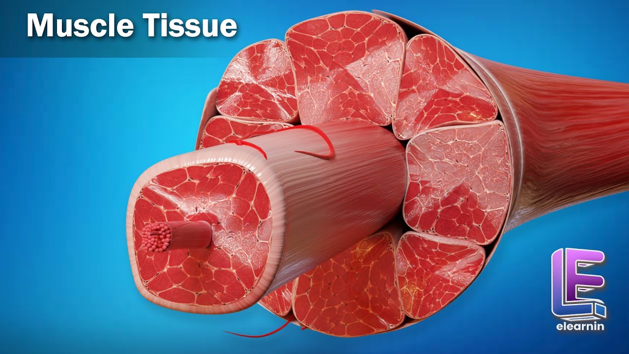 Muscle Tissue | Structural Organization in Animals | Anatomy | CBSE Class 11 Biology by Elearnin