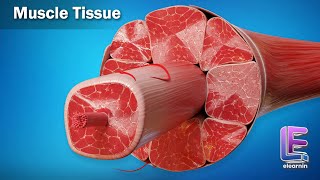Muscle Tissue | Structural Organization in Animals | Anatomy | CBSE Class 11 Biology by Elearnin