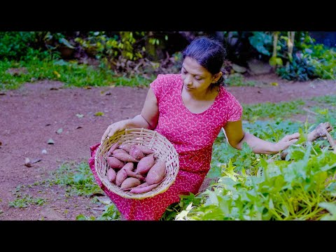 Sweet Potato|| Natural harvest| Root Vegetable Chicken Recipe| mali cooking
