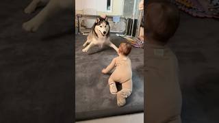 Download lagu Husky thinks Baby is Puppy, Wants to Play mp3 Download lagu Husky thinks Baby is Puppy, Wants to Play mp3