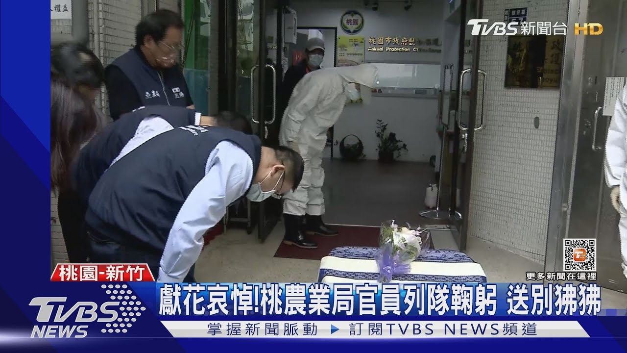 向狒狒遺體「列隊鞠躬」! 鄉民酸爆農業局:還以為國喪