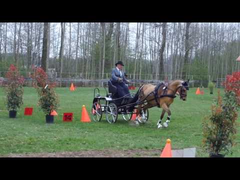 Fahrturnier Heek 8.4.2017