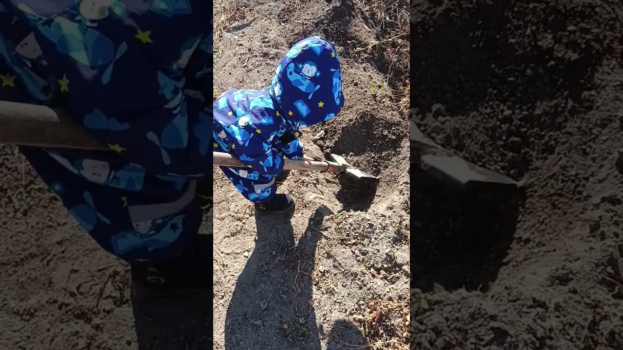 respect digging potatoes #shorts #respect #funnyshorts