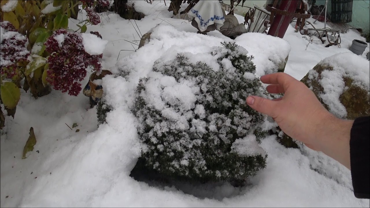 Туя западная Тедди