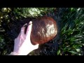 Gumboot Chiton (Cryptochiton stelleri) or Giant Pacific Chiton or Wandering Meatloaf